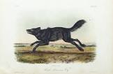 May-June 2007 issue:Taking Aim At Wolves Audubon